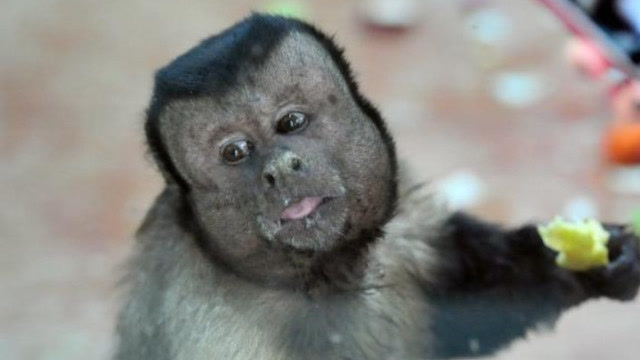 猴子长了一张国字脸,人称行走表情包,其实还是一位元老