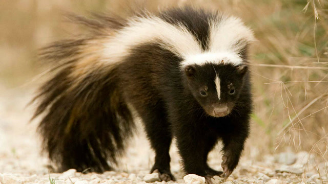 逃生专家,臭鼬刚露面,仓鼠妈妈瞬间带全家转移阵地