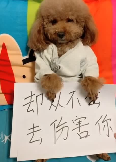 狗生不易,请善待每一个宠物,说实话,这个视频把我感动哭了