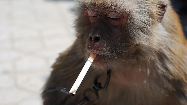 猴子第一次抽烟这反应,还一叼就是两根,网友表示担忧!