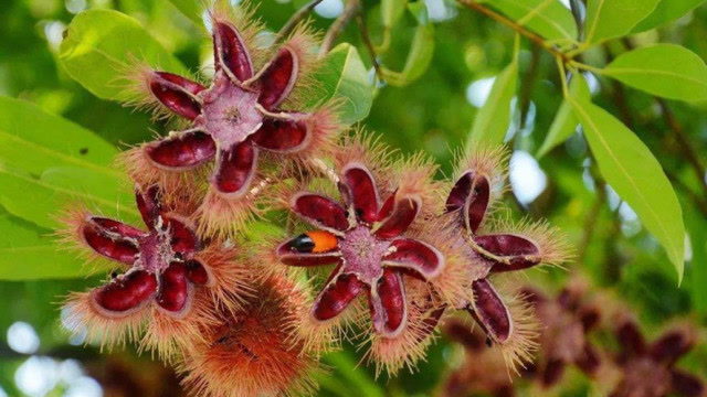 农村的"猴欢喜",是珍贵保护树种,果子一斤能卖到55元!