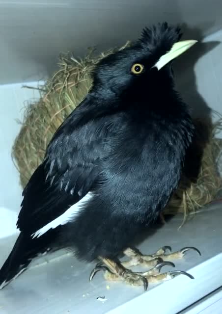 小八哥好可爱,一直在说你好,居然真有鸟搭它的话,萌翻了