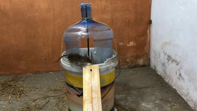 哪个聪明小伙制作的捕鼠陷阱,让老鼠连连上当,真是太实用了