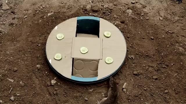 农村小伙用水桶制作的捕鼠陷阱一会就收获了半桶,太实用了