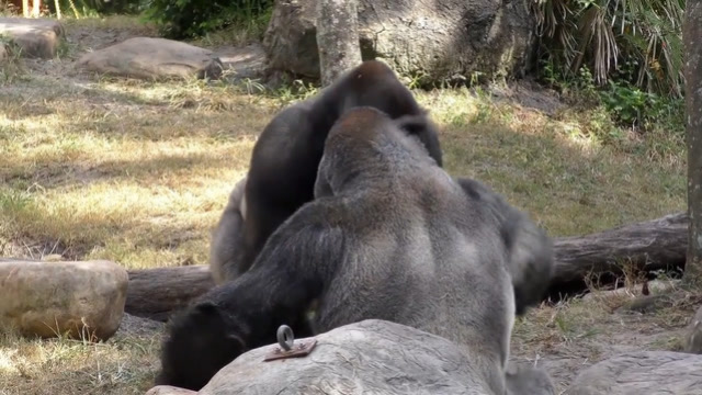黑猩猩的样子真是蠢萌蠢萌的,尤其是那个摸头的样子,真可爱!