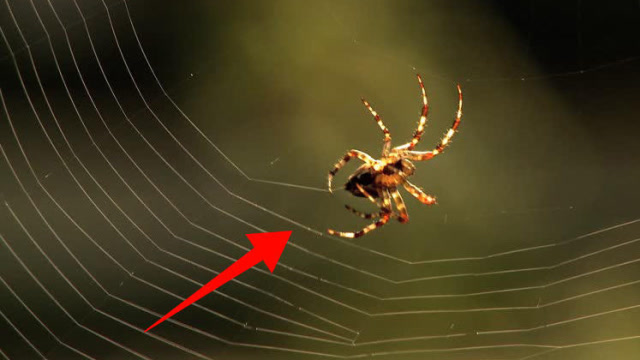 蜘蛛结网时吐出的第一根丝是怎么固定住的看完真是开眼界了
