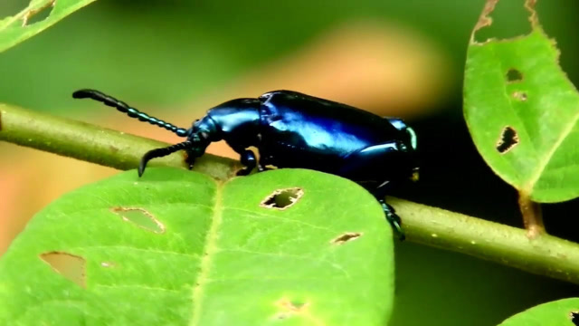 昆虫紫茎甲像金龟子和蟋蟀的后代你见过吗