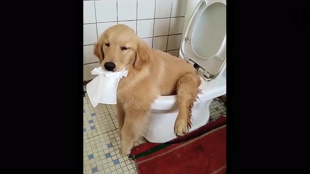 坐马桶上拉翔的狗狗,一副便秘的表情莫名戳中笑点!