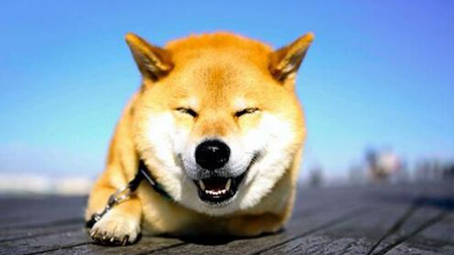 日本柴犬表情帝成网红!竟会坏笑傻笑微笑