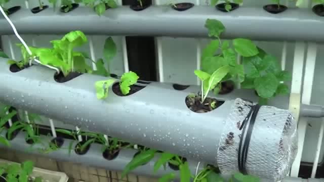 草莓pvc种植管种植教学可种10颗随处可挂