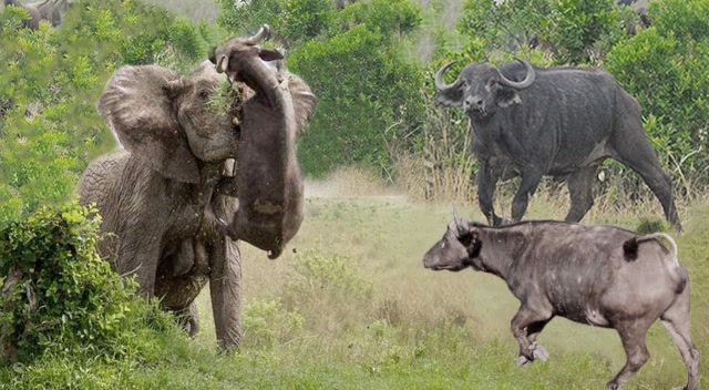 落单小水牛被大象袭击,镜头拍下全过程,网友:水牛群来晚了