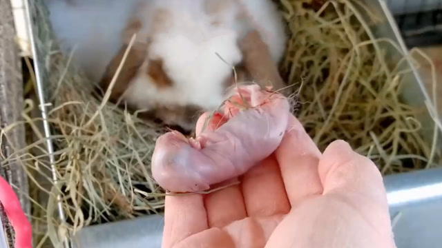 为什么生下兔宝宝后,兔妈妈要把它们咬死?答案没你想的那么简单!