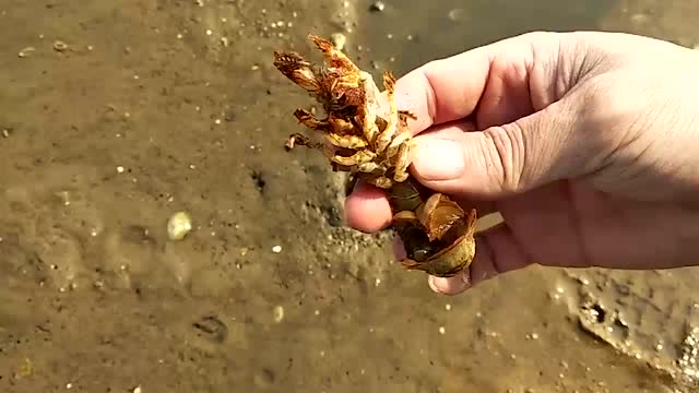 小哥海边赶海,认出了泸沽虾洞,几下就把这货擒到手!