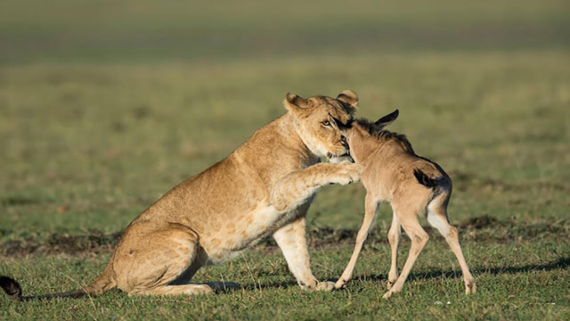 狮子捕杀角马母亲,享用完食物后,将小角马带走,镜头拍下全过程