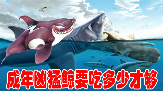 饥饿鲨世界:凶猛鲸的眼睛在哪里呢
