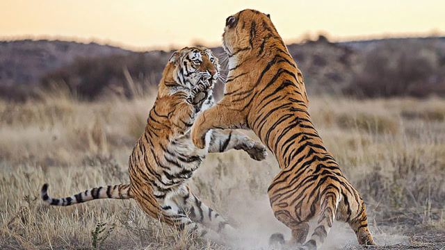 一山不容二虎,两只老虎大打出手,这就叫坐山观虎斗!