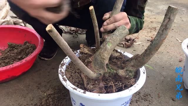 农村小伙上山挖老桩,映山红下山桩,小伙这种盆栽方式能活吗