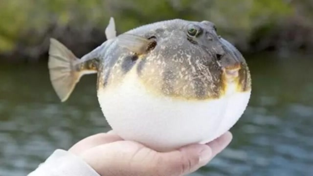 膨胀的河豚用针扎,它会爆吗?答案很不可思议