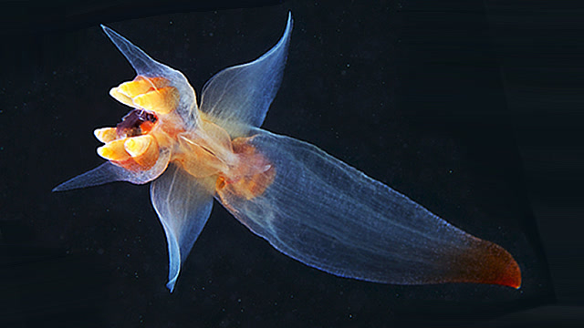 冰海精灵看似可爱 其实隐藏着两副面孔