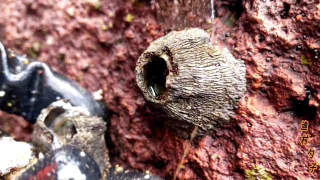 像火山口的海鲜霞浦赶海小伙一铲一个藤壶佛手螺怎么煮都是美味