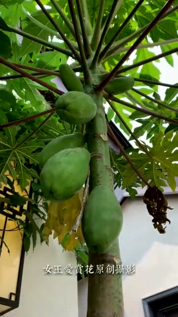 院子里的木瓜树