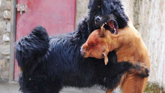 中国藏獒大战美国比特犬结果很意外网友狗不可貌相
