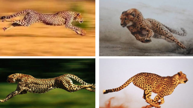 心理测试:你觉得哪个豹子跑的最快?测试你脱单的速度!