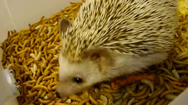 把爱吃虫子的刺猬放进面包虫里,太像中五百万大奖,惊喜满满