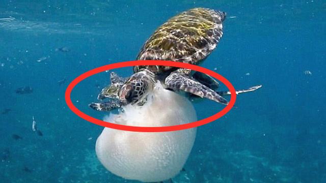 实拍海龟吃水母,就像吃面条一样,网友:看的我也想来一口!