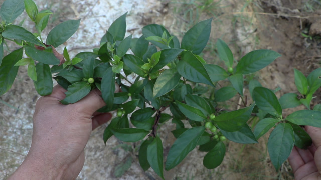 草药玉叶金花,茜草科植物,广东叫它良口茶,晒干可当茶叶饮用