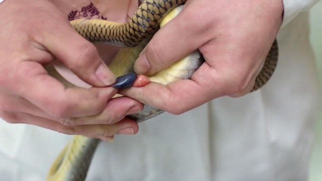 秒取蛇胆,下一秒系蛇皮带