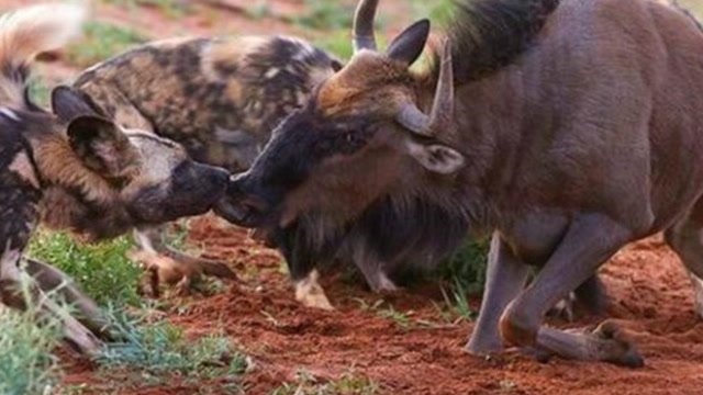 非洲野狗残忍活咬蛋蛋并吃掉下半身角马痛苦的翻白眼