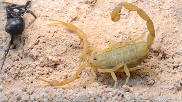剧毒蜘蛛遇上沙漠蝎子下一秒反应出乎意料镜头拍下全过程