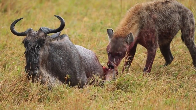 角马偶遇饥饿的鬣狗,每一秒都是"惊悚"瞬间,镜头记录全过程