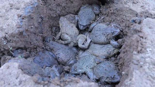 两兄弟野外端了一窝野味,做成美食,城市有钱买不到