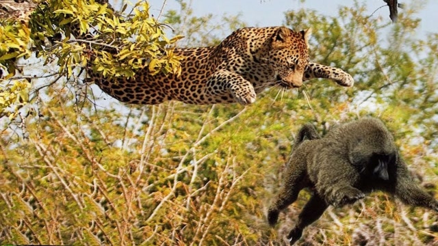 花豹上树捕杀狒狒:狒妈妈一拳把它从树上打了下来,镜头记录全程