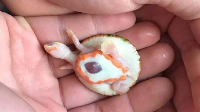 国外变异乌龟,身体呈白色心脏长外面,专家:12万只里才一只