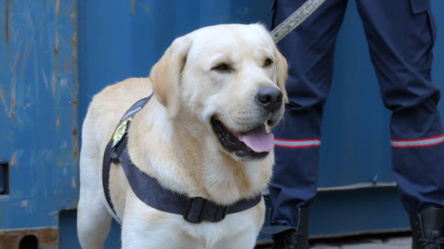 《神犬小七第三季》拆弹专家小七教你如何拆弹,学霸的自信你不懂