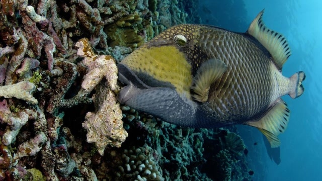 身披"防弹衣"的泰坦鱼,是练了金钟罩吗?竟弄坏了4把刀.