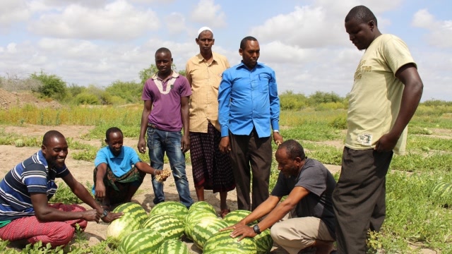 西瓜曾是非洲人的奢侈品,中国人来后,不少人靠卖西瓜娶了媳妇!