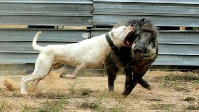 比特犬vs300斤的野猪,二话不说直接开干,镜头拍下全程