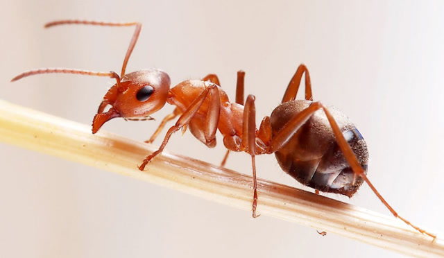 蛇竟干不过蚂蚁红蚂蚁钻进蛇体内,狠狠的撕咬蛇的皮肉!