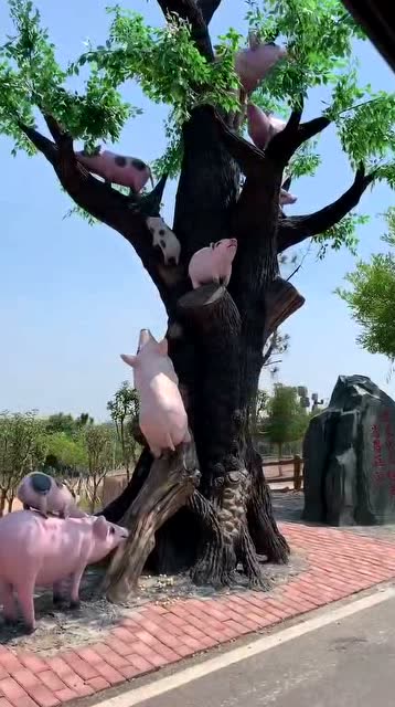俗话说男人靠得住,猪都能上树,这个视频算是给男人洗白了!