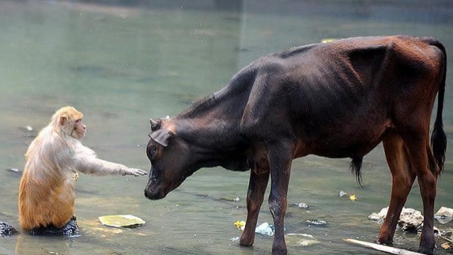 一只公牛跟猴子抢吃的,不料猴子抬手就是一巴掌,牛:我太难了!