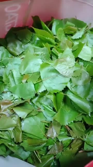 杨树叶真的能吃吗,现在的人怎么想的,忆苦思甜吗?