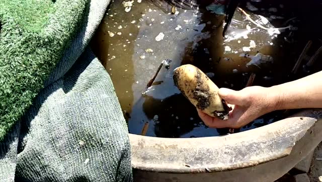 去年在自己家水缸里种的藕,今天挖了好多