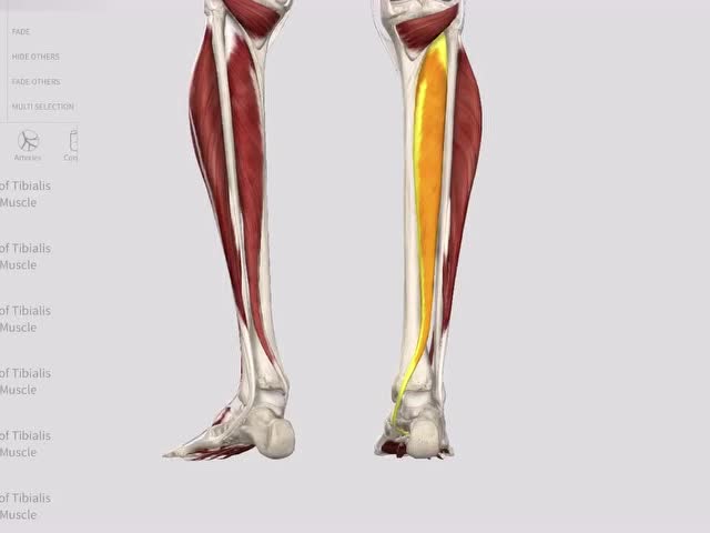 胫骨后肌—功能解剖视频