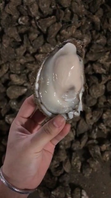自己在海里捞出来的生蚝,每个都比外面买的肥,想吃吗
