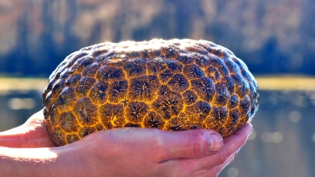 水里出现奇怪东西,软绵绵像果冻,在地球上存在了4亿年