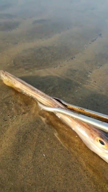 意外发现了一条长嘴鱼真的是第一次见到这种鱼